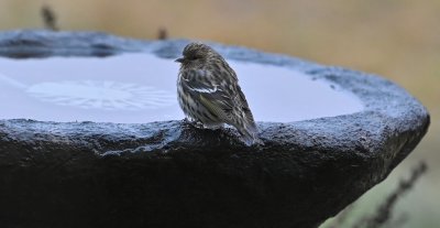 Pine Siskin