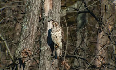 Red-tailed Hawk