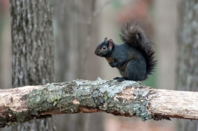 Melanistic jet-black phenotype Eastern Gray Squirrel