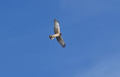 Northern Harrier