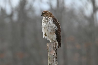 Cooper's Hawk (Immature)
