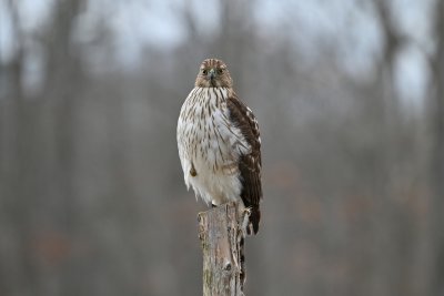 Cooper's Hawk (Immature)