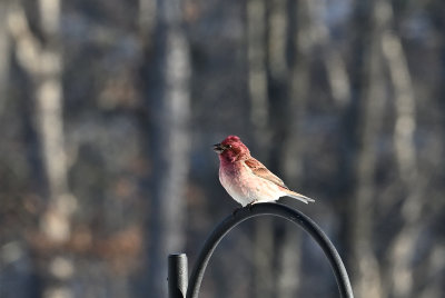 Purple Finch (Male)