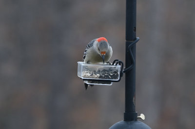 Red-bellied Woodpeckers