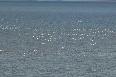 Swans & Scaup