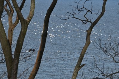 Swans & Scaup