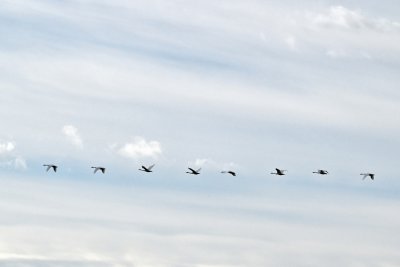 Tundra Swans