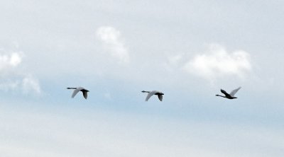 Tundra Swans