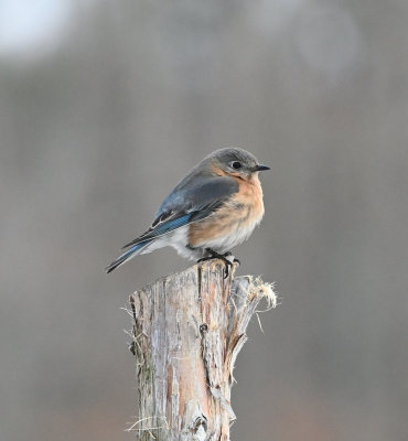 Eastern Bluebird (Female)