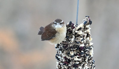 Carolina Wren