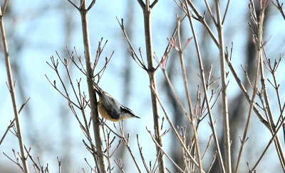 Red-breasted Nuthatch