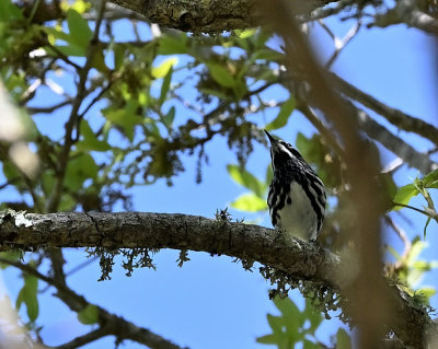 Black and White Warbler (Male)