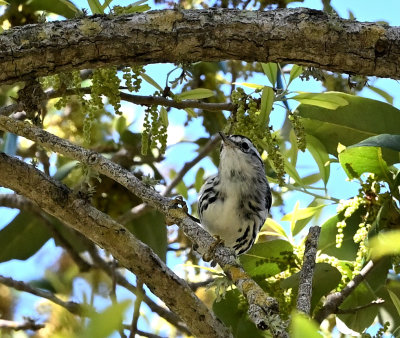 Black and White Warbler (Female)