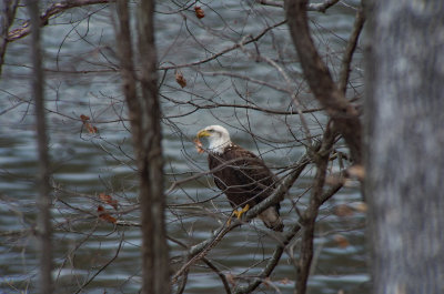 Bald Eagle