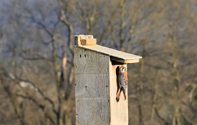 American Kestrel (Male)