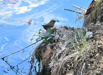 Winter Wren