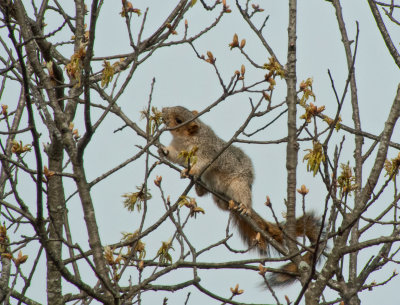 Fox Squirrel