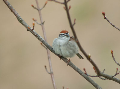 Chipping Sparrow