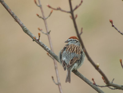 Chipping Sparrow