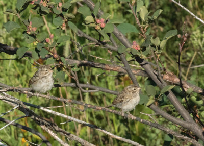 Brewer's Sparrows (Immature)
