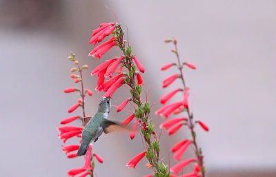 Costa's Hummingbird (Female)