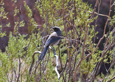 Woodhouse's Scrub Jay