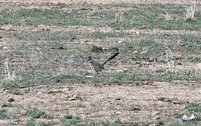 Greater Roadrunner