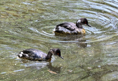 Eared Grebes