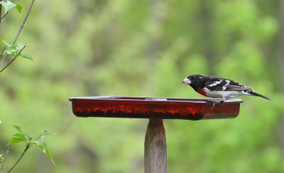 Rose-breasted Grosbeak (Male)