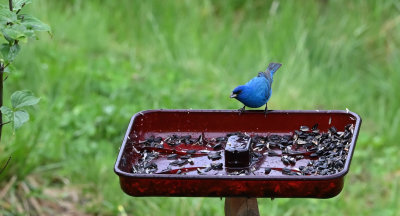 Indigo Bunting (Male)