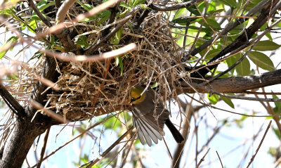 Verdin feeding Brood