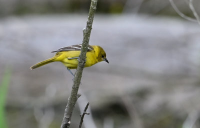 Northern Oriole (Female)