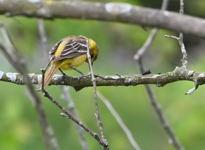 Northern Oriole (Female)