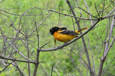 Northern (Baltimore) Oriole (Male)