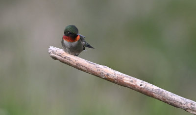 Ruby-throated Hummingbird