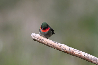 Ruby-throated Hummingbird