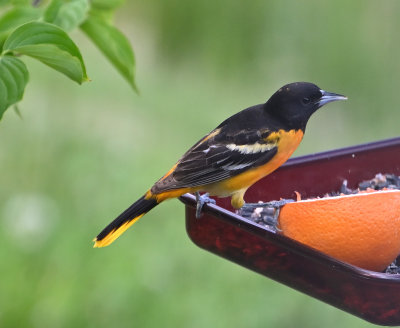 Baltimore Oriole (Male)