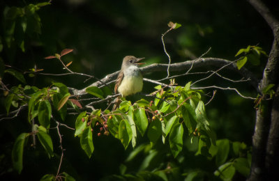 Great-creasted Flycatcher