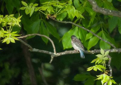 Eastern Bluebird (Immature)