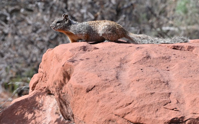 Utah's Fox Squirrel