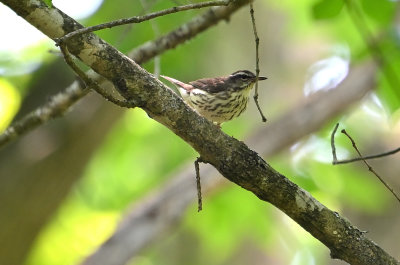 Louisiana Waterthrush