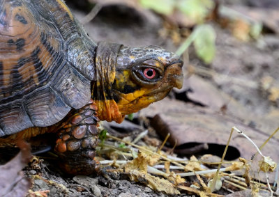 Box Turtle