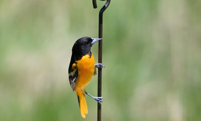 Baltimore Oriole