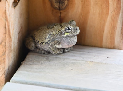 Gray Treefrog (Hyla versicolor)