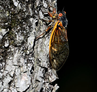 Cicada (17-year)