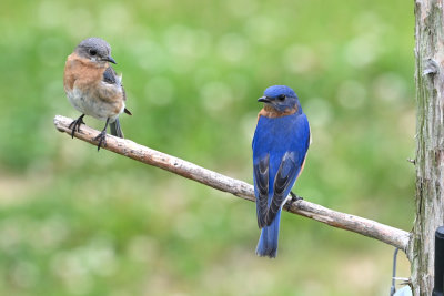 Our Eastern Bluebird pair