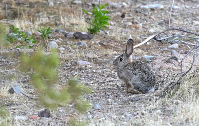 Desert Cottontail