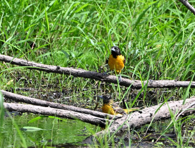 Baltimore Orioles