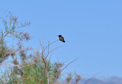 Black-chinned Hummingbird