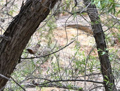 Abert's Towhee